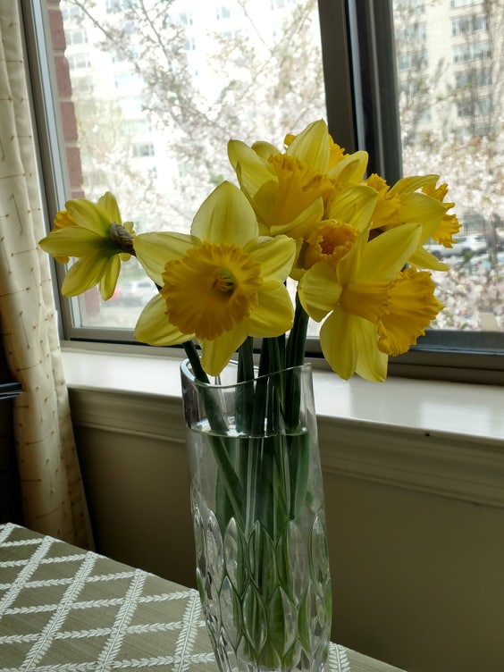 Daffodils purchased for an American Cancer Society, Making Strides Against Breast Cancer Fundraiser- a sign of spring, 4-19.