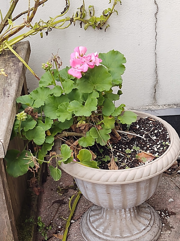 Yes, our geranium is still alive on the terrace in early-December, 12-20.