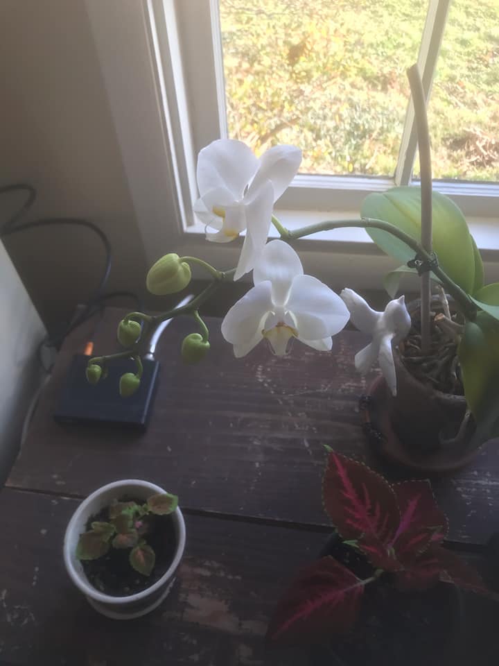Tony’s mother has a green thumb caring for our orchid in the cold months, 12-20.