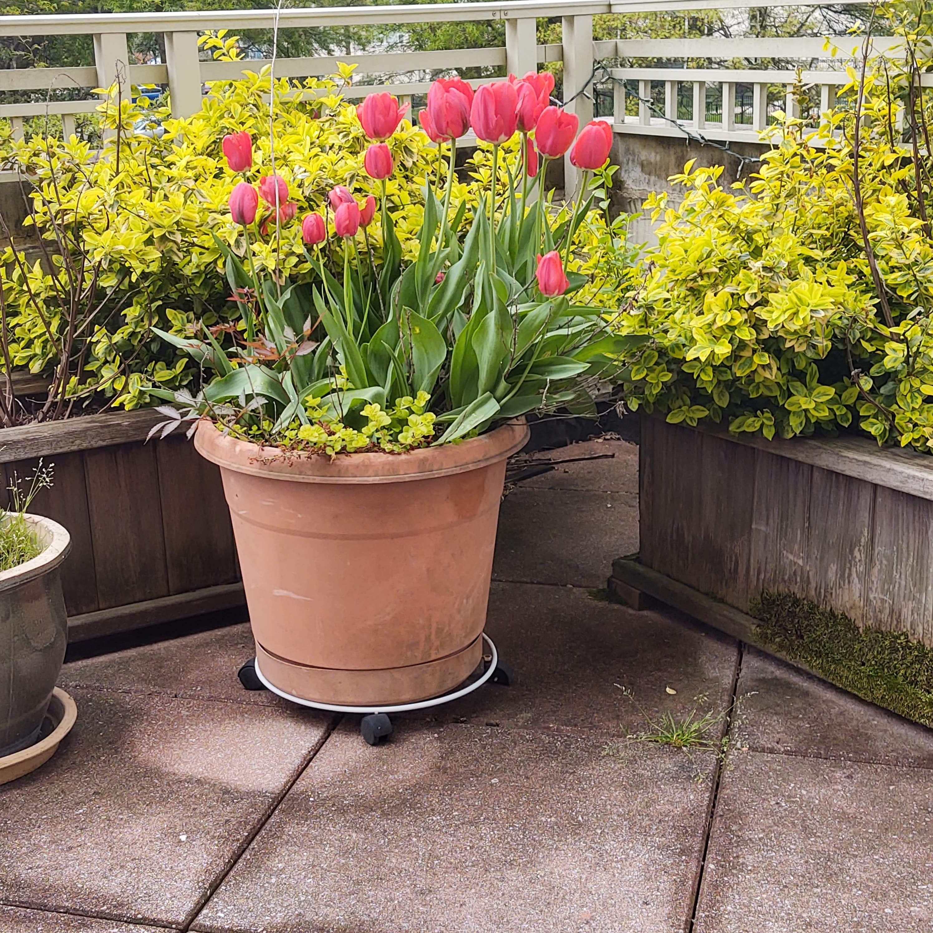 New life on the terrace (tulips and euonymus), 4-21