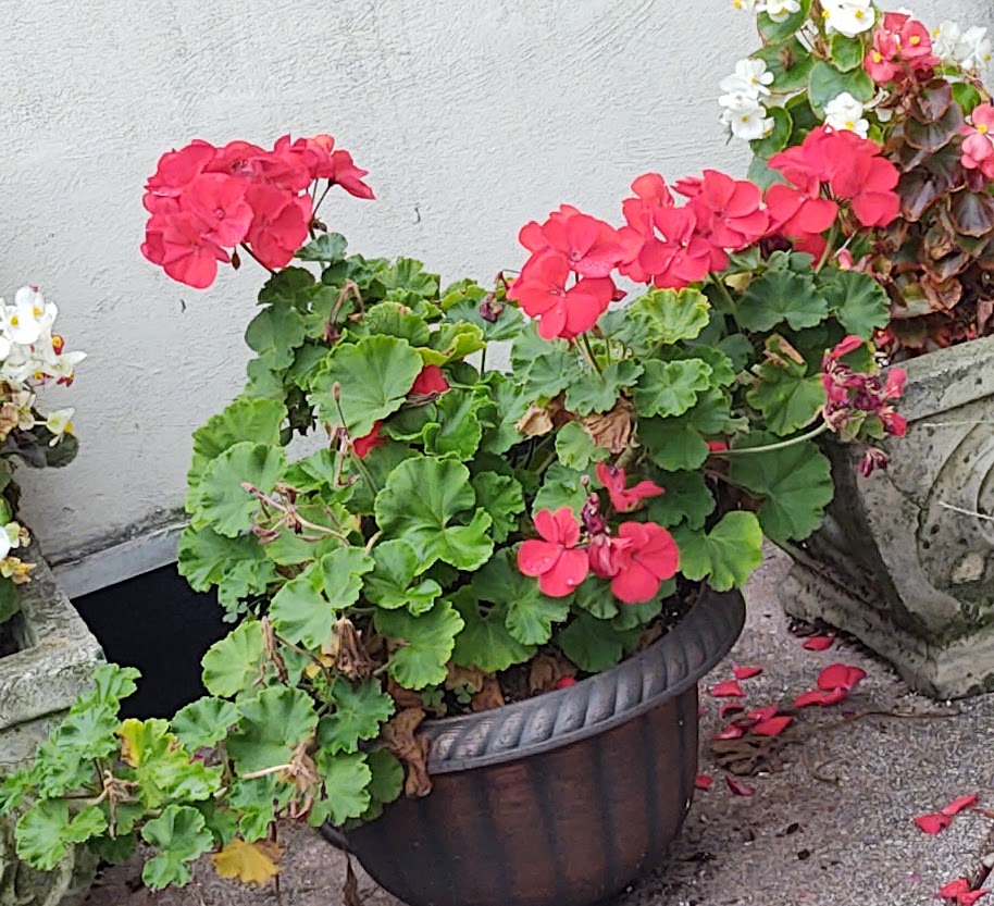 This geranium apparently  likes the cold weather,, 10-21.