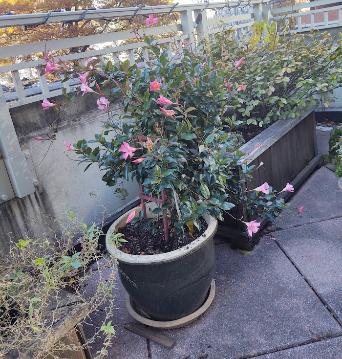 Our mandevilla was still toughing it out in early November (pictured), but it has seen better days now, 11-21.