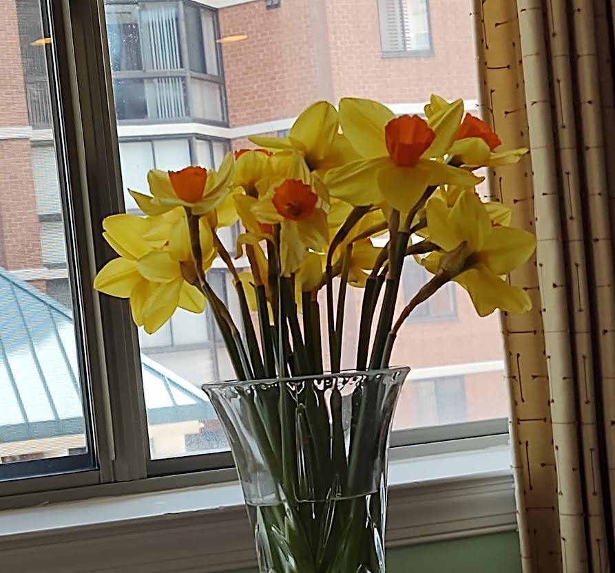A vase of some beautiful daffodils,  3-22.