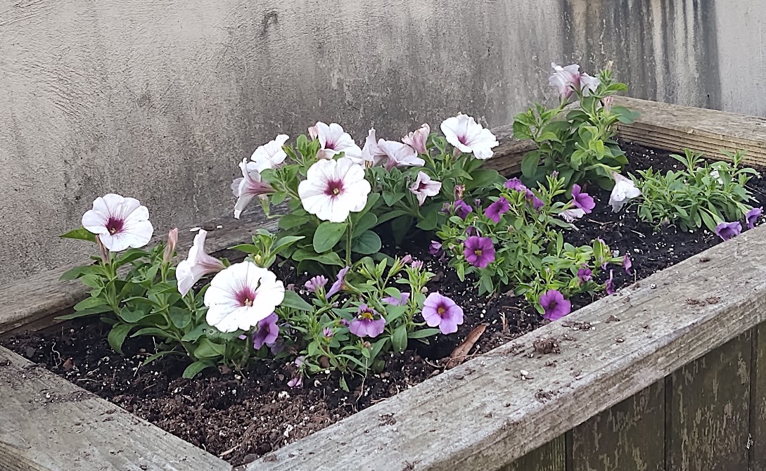 The petunia planter on Happy on Wheels terrace, 6-22.