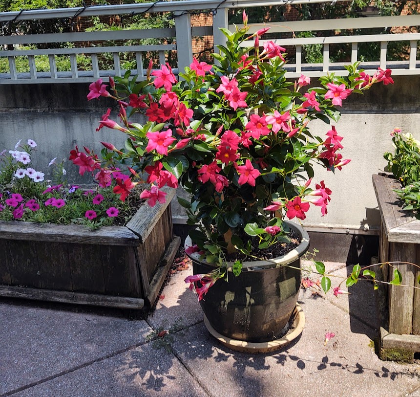 Our favorite plant, the mandevilla, blossoming like crazy on the terrace, 7-22.