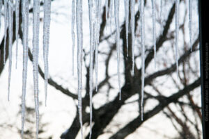 Icicles hanging from a tree