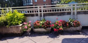 Flowers on a sunny terrace.