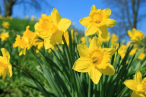 Daffodils